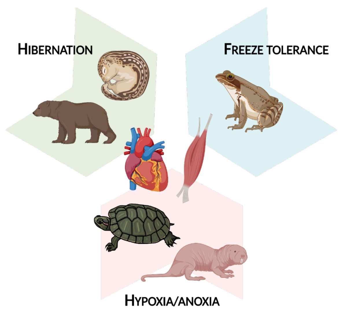 Epigenomes_MDPI's tweet photo. #Muscles in Winter: The Epigenetics of Metabolic Arrest https://t.co/KPYV7XbjU9
by W. Aline Ingelson-Filpula &amp; Kenneth Storey (@Carleton_U)
#hypoxia; #anoxia; #freezetolerance; #hibernation; #coldhardiness https://t.co/rlAJbjMJfM