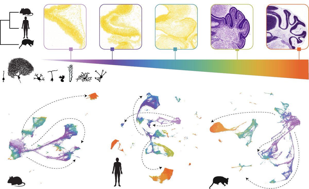 kaessmannlab's tweet photo. We are delighted to share two new preprints: “Cellular development and evolution of the mammalian cerebellum” and “Mapping pediatric brain tumors to their origins in the developing cerebellum” https://t.co/EBrwJdIICD https://t.co/DbLaMpOLK6 https://t.co/oSFwmFq18S