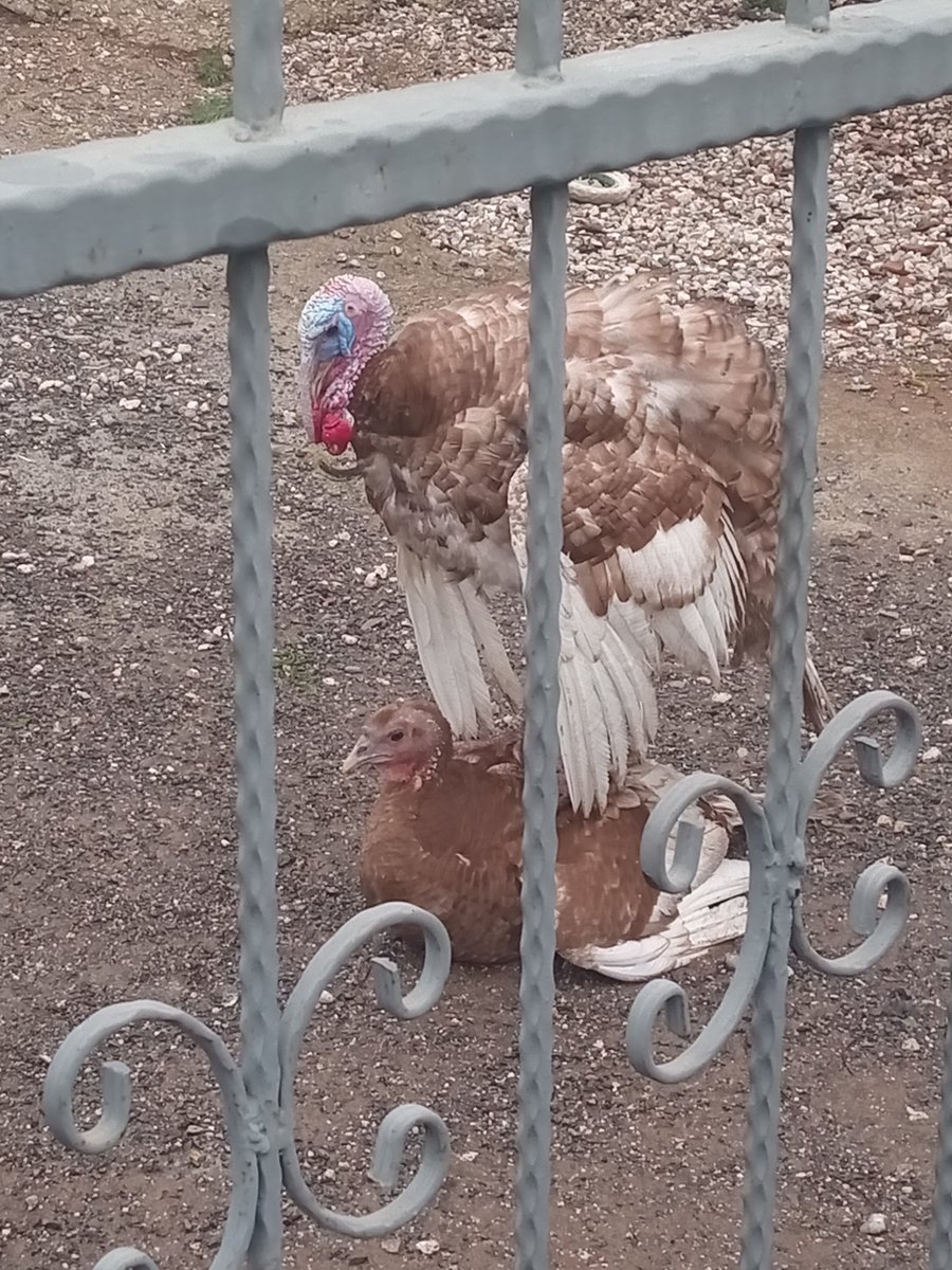 Günaydın 🌻🌻🌻🌻🌻