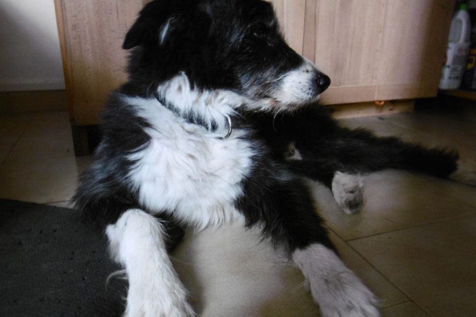 Alliance Animale tweet media