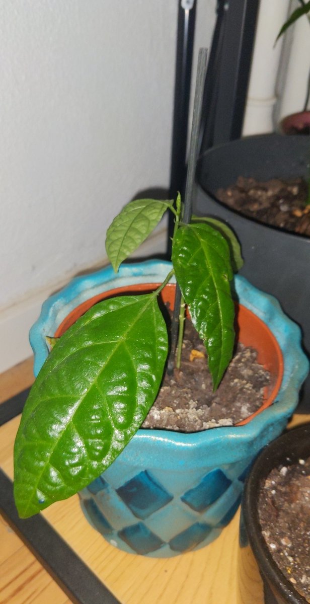 Rubin245's tweet photo. I have become a mother of plants.. i started planting seeds during spring time and look at them grow
Its passionfruit, avocado and mango 🥭🥑 https://t.co/fiVXYoc64g