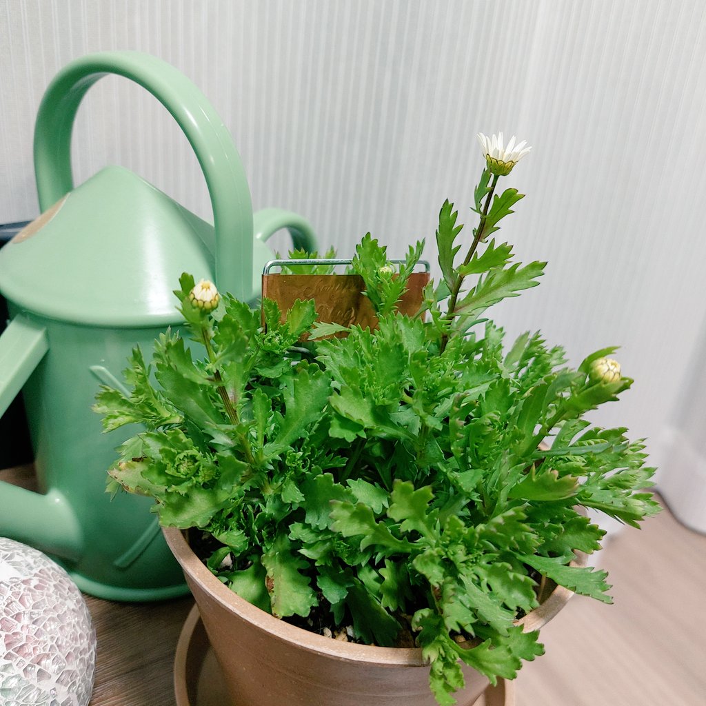 wexthuset_japan's tweet photo. ものすごい伸び！🌼 https://t.co/HcTq5Y8KTy