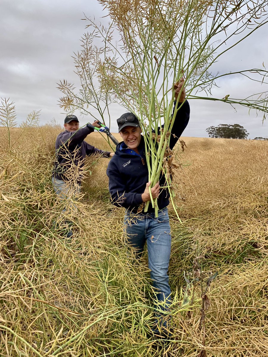 GorstRural's tweet photo. Our agronomists cutting down tree trunks! #canola We’re estimating 5t/ha plots. Harvest results coming soon… @KiwiAPrince @sonia_marqu @CaptainCanola @Ashtaty26 https://t.co/hwB2cXshEG