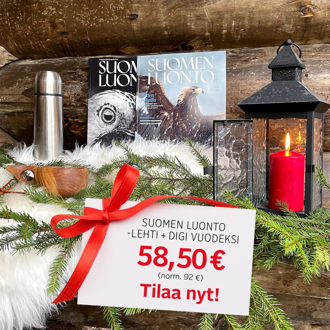SuomenLuonto's tweet photo. 🎅 Haussa viime hetken joululahja?
🎁 Suomen Luonto -lehdessä ajankohtaista tietoa luonnosta ja ympäristöstä sekä lumoavan upeita luontokuvia.
❤️ Tilaamalla tuet suomalaista luonnonsuojelutyötä @luonnonsuojelu.
👉 https://t.co/OkyXhAmGUL https://t.co/ObanB99FhA