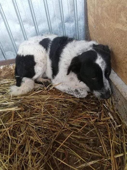 GillyMeeky's tweet photo. Another rescuer took bonded pair Titus+Tessa out of the kill shelter for me. It was before I started rescuing. I pay for their care in the safe shelter. Nobody is interested in them. They keep me awake worrying about them 😭❤️ Please help find someone to love them #dogsoftwitter https://t.co/agslc6DYBV