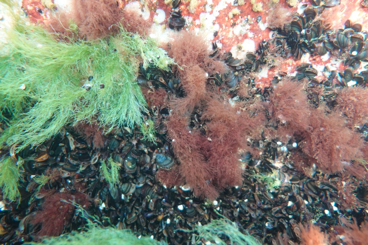 Med dessa fina julfärger från Kökar, önskar gänget inom ÅlandSeaMap alla en glad jul och ett gott nytt år!