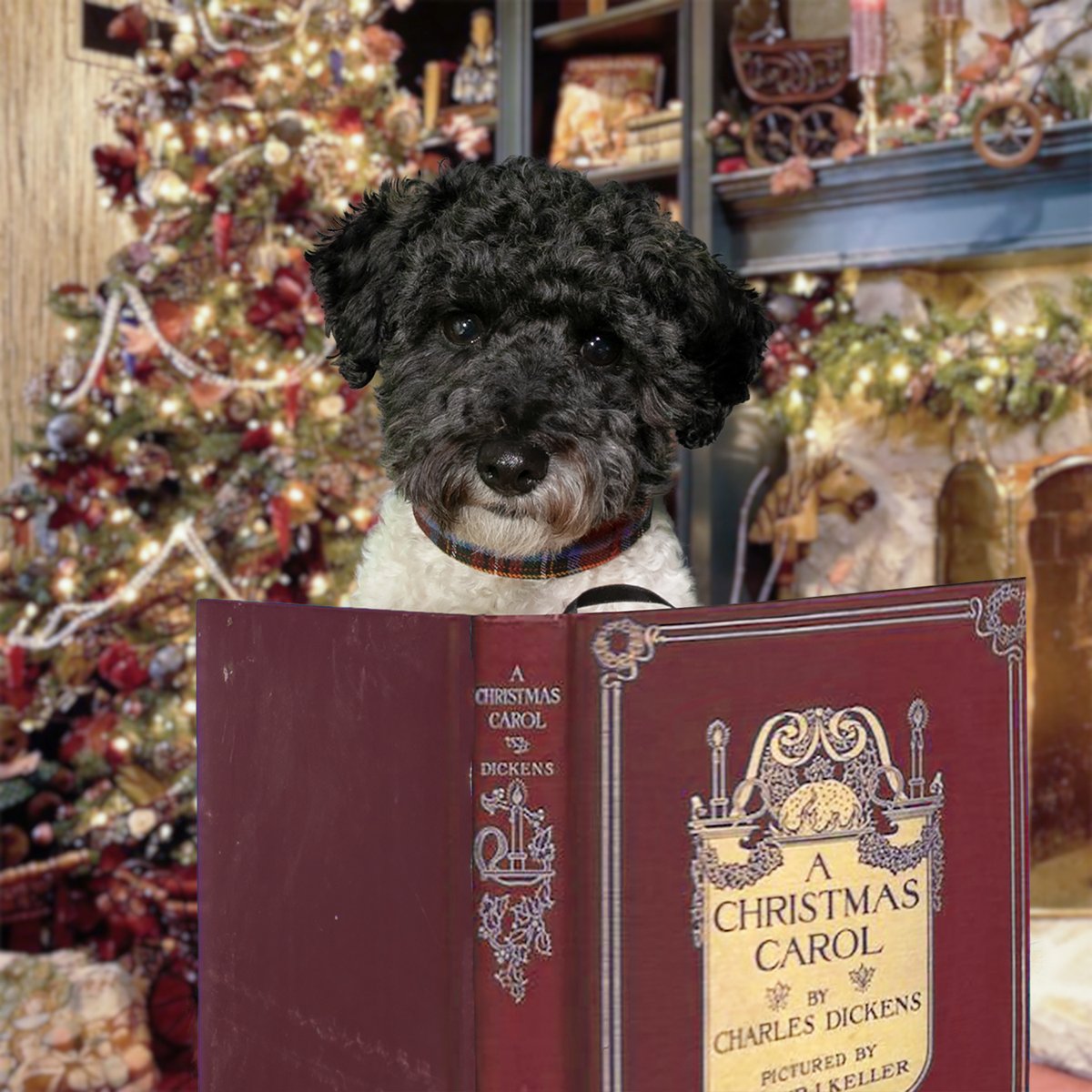 firstlondonbook's tweet photo. Hope everyone's getting some excellent #ChristmasReading done! (Any #Chicagoans out there remember #FamilyClassics with #FrazierThomas?) Thanks for the pose, @OliviaTheFluffy https://t.co/4jbTMUZrfp