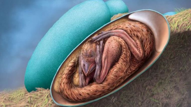 Lou_Lou18's tweet photo. https://t.co/zCYBypb7Sv
72-million-year-old dinosaur embryo discovered inside fossilised egg #Dinosaurs #nature #naturalmiracle Just beautiful! https://t.co/CaEYqVCn58