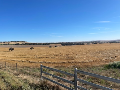CollinsvilleAUS's tweet photo. HARVEST 2021 IS UNDERWAY
Due to spring rain we have a late harvest at Mintaro. We have just begun our harvest with Bendok beans to kick us off. The oats have been wind rowed and they will be harvested via header very soon.
#CollinsvilleStudMerinos #Harvest21 #BendokBeans #Oats https://t.co/70MD26yYS7