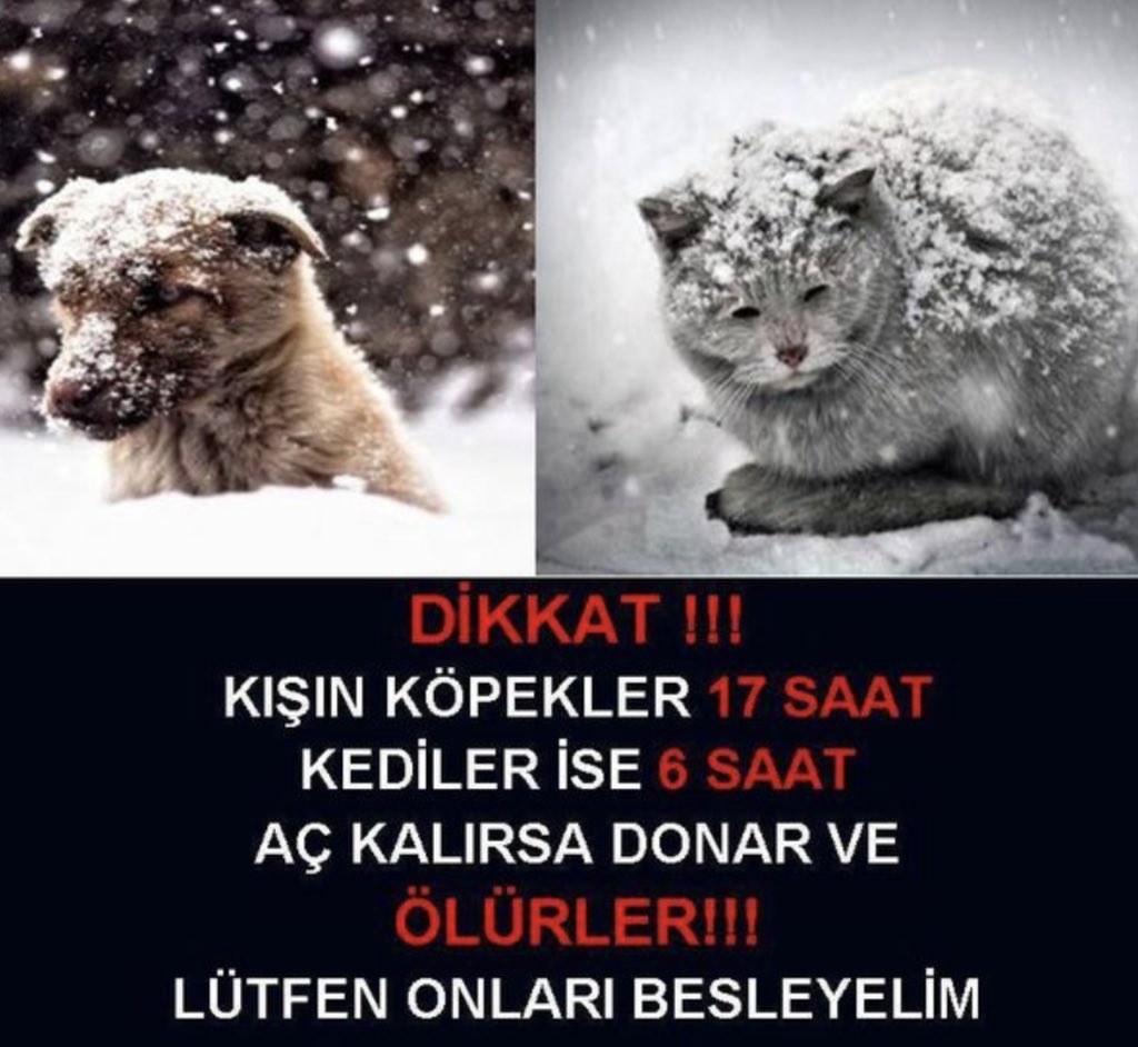 🩸Bu soğuk günlerde can dostlarımızı unutmayalım🙏🏻