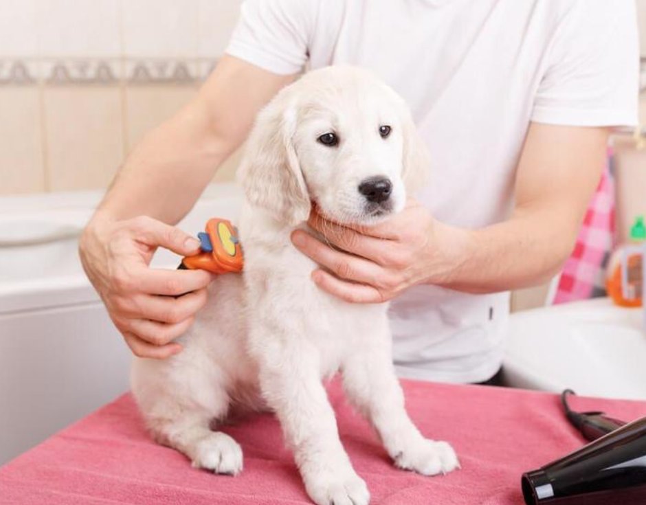 LovePurpleBone's tweet photo. Welcoming a puppy to your family this Christmas? - https://t.co/9ZYkGmLxeX https://t.co/KdcmxZU6Gv