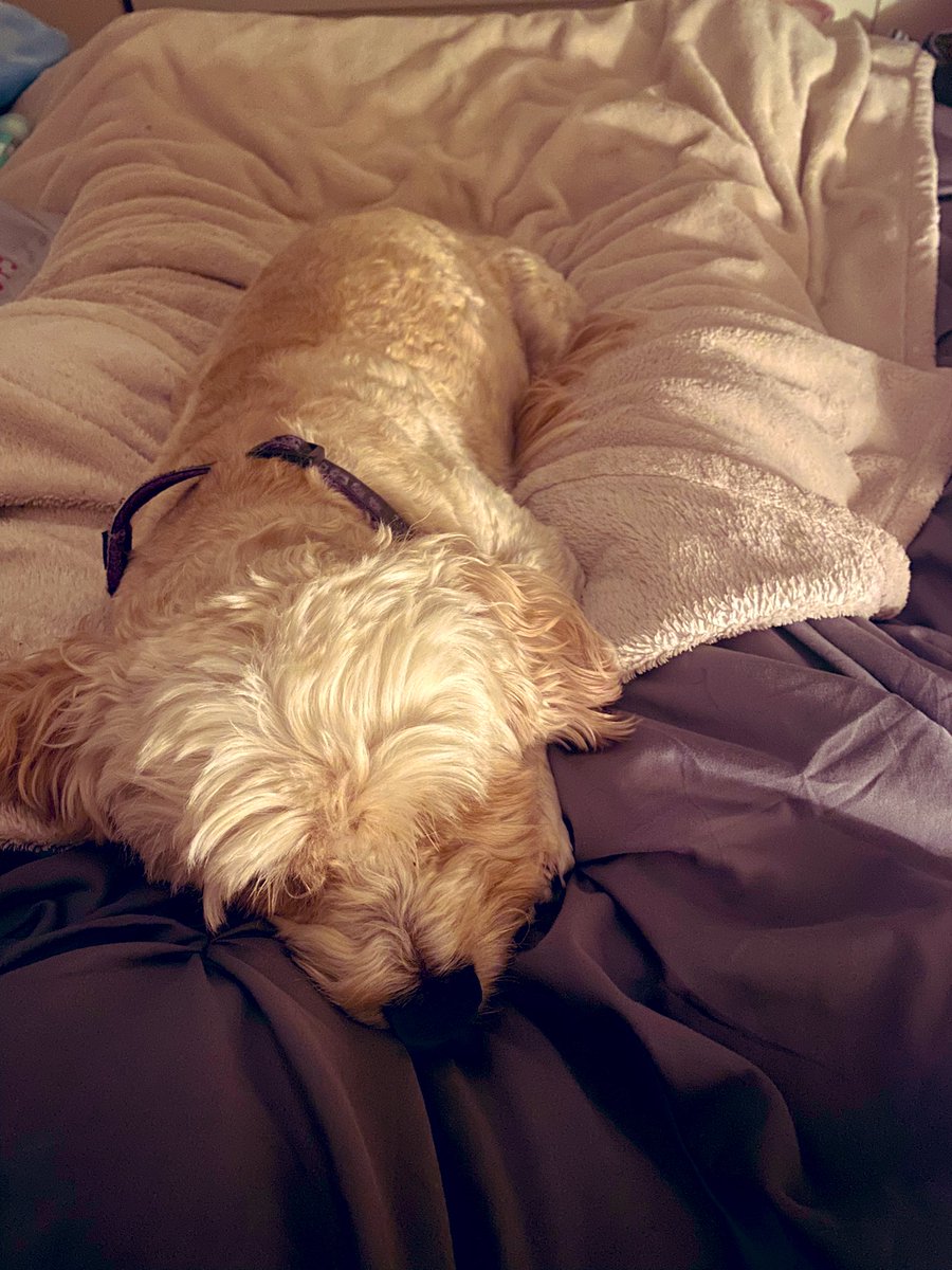 AnnaleaMagill's tweet photo. Sorry, I canโt go to work today โฆโฆ..My dog is too comfortable so I canโt move #dogmom #comfyboy https://t.co/f89IVvQPTc