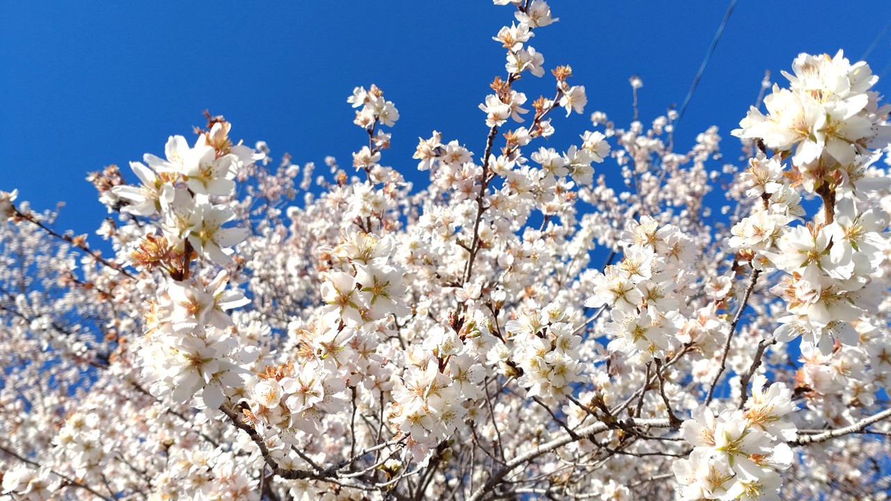 山梨県警察 おはようございます 冬桜が満開 季節を錯覚しそうです 日々寒さが厳しくなる中 力強く凛と咲き誇る姿に背筋が伸びます 冬桜の花言葉は 冷静 冷静さを失うのが飲酒運転 酒を飲めば判断力が鈍り 重大な交通事故を引き起こすことも