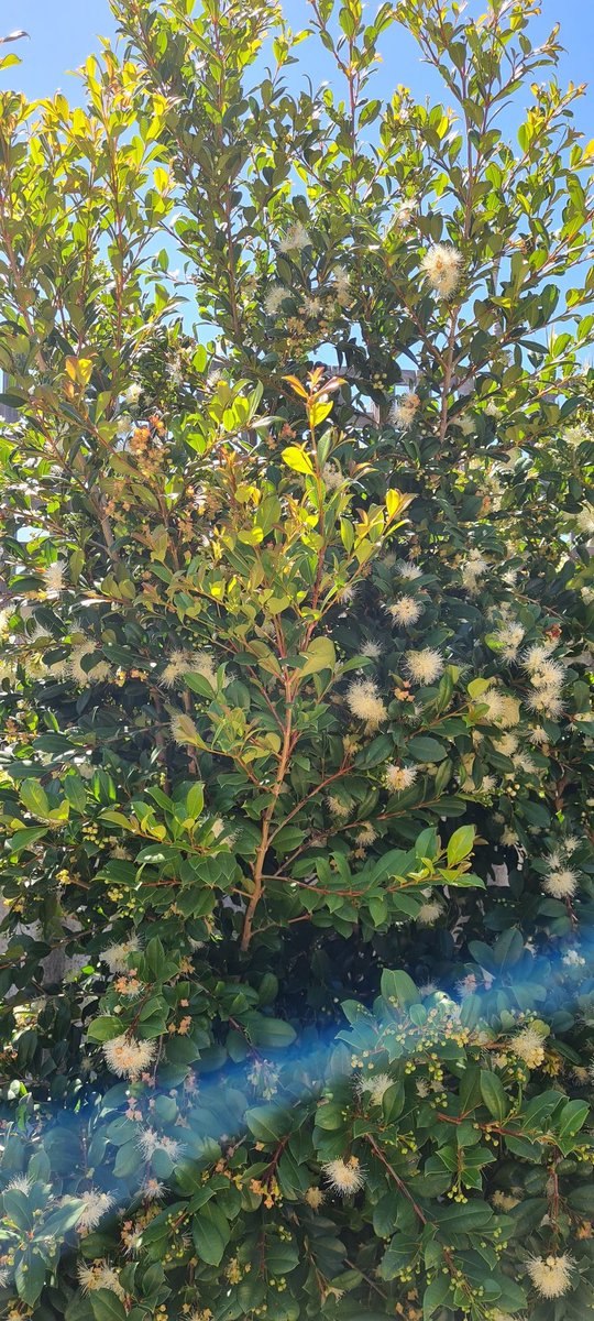 arri_aus's tweet photo. Some success with #GardeningInSand - and we had a bee visitor today! 
Still waiting for #FailAgainFailBetter day. https://t.co/QXNMpWUBkF