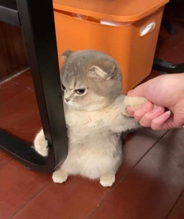 Zoo anabul kalian love language nya apa guys?