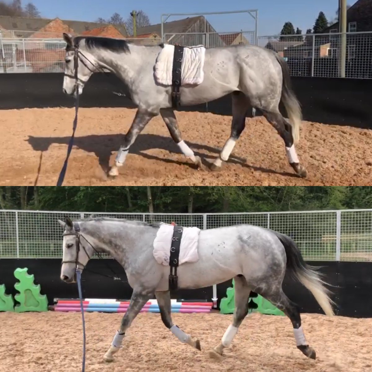 JkEquine's tweet photo. Another one that Iβll always be proud of getting back on track is this lad! He came for his summer holidays in 2020 looking pretty poor and left looking ready for the show ring. #Suggestion #HardWorkPayedOff https://t.co/UyflGmV3m4