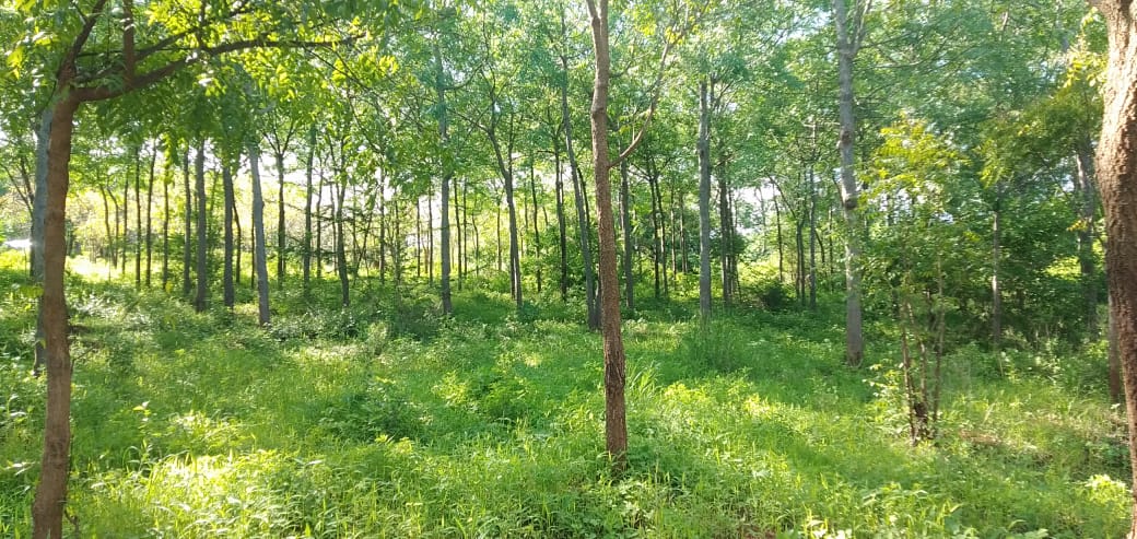 africawoodgrow's tweet photo. Drytropics, in our work you see multiple layers of vegetation, pioneer species we planted and species that come after natural generation. #Drytropics #reforestation #agroforestry #generationrestoration #TheGreatReset https://t.co/IGQZ2byPag