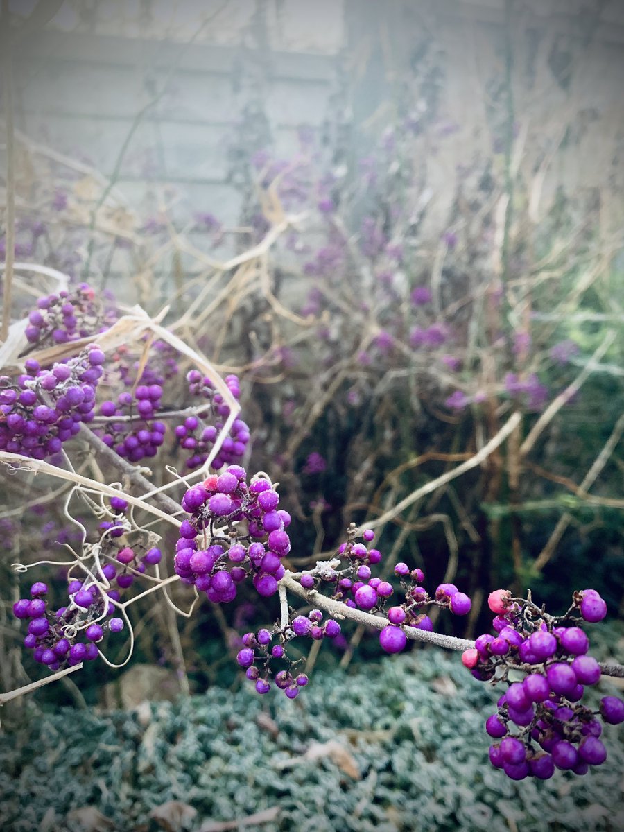 PeterFlood's tweet photo. I ❤️ Callicarpa in winter https://t.co/bKY77CKVIg