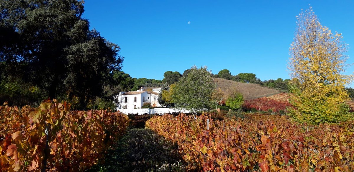 Belleza del otoño en los viñedos de Fuenterreina