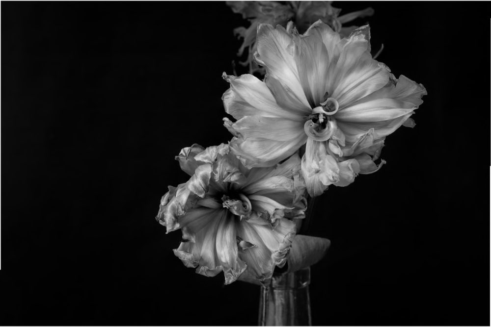 MonthiraNa's tweet photo. @TarzTweetler Nft photography is the next big thing ! Uploaded my NFT to raribles! It’s a tulip taken in a very abstract way !  #nft #NFTphotographers #cryptoart @garyvee  https://t.co/LzuktV4eQ2 https://t.co/aixLURG7t5