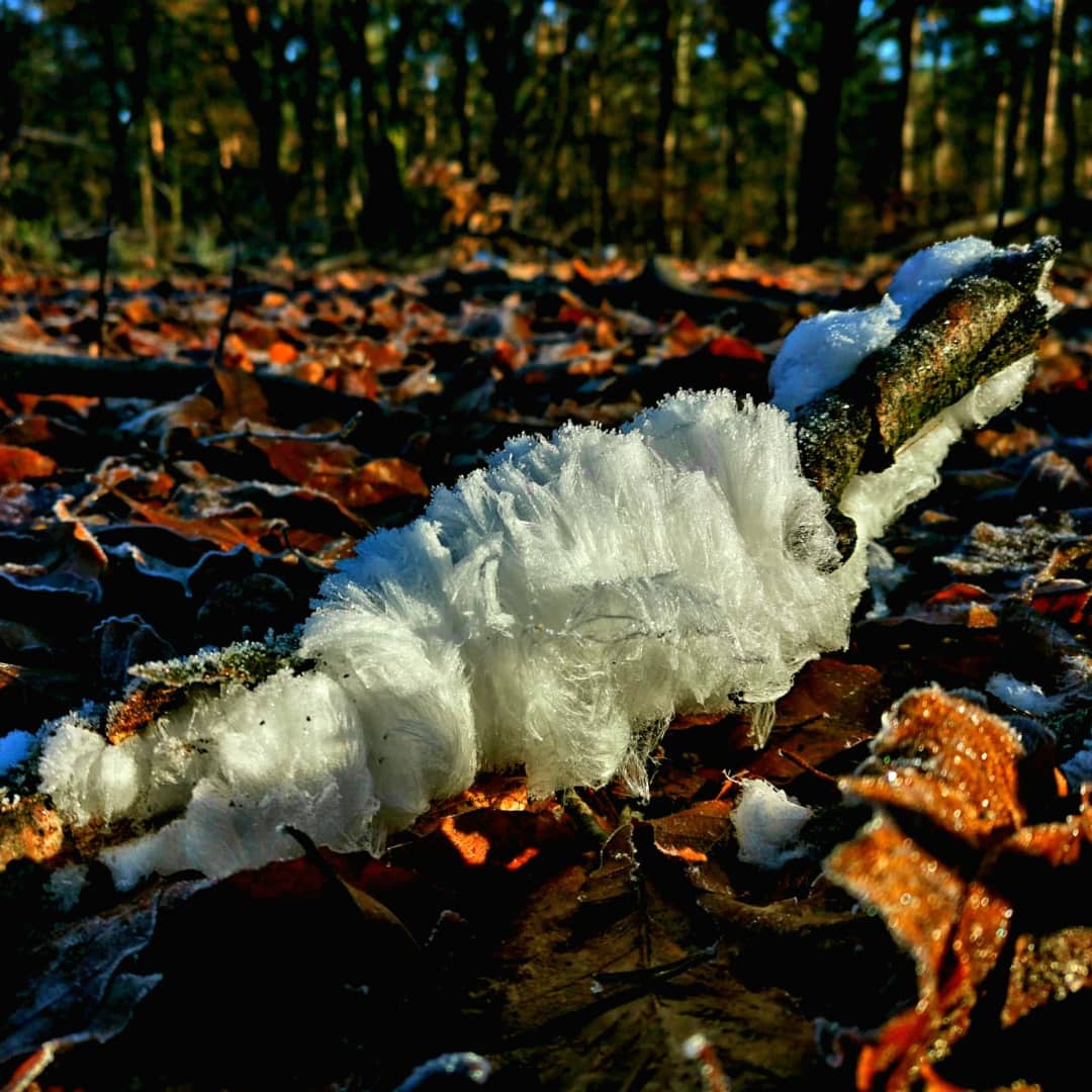 Er is volop #ijshaar te vinden! Een prachtig natuurverschijnsel wat plaats vindt als de temperatuur net onder het vriespunt ligt. IJshaar is ook wel bekend als de baard van Koning Winter. Het heeft een haarachtige en wollige structuur.
#veluwe #staatsbosbeheer