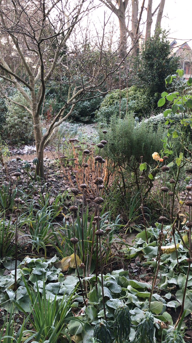 Rectory_Garden's tweet image. Good morning ! The sun has risen and looks like a few hours sunshine can be enjoyed . #afterthesolstice #wintergarden #winterstructure #lovemygarden
