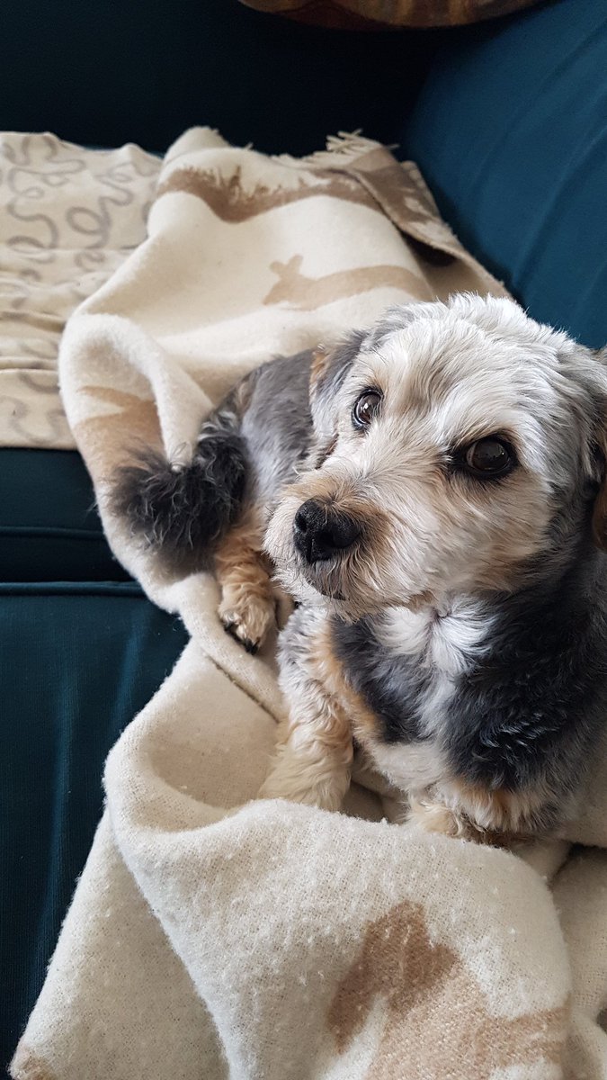 CJ_IMConsult's tweet photo. @agrotke Hi. This is Olivander, aka Oli, we lost him recently too but being able to share that here helps. Missing my office assistant terribly. https://t.co/Dnd6ExBXgm
