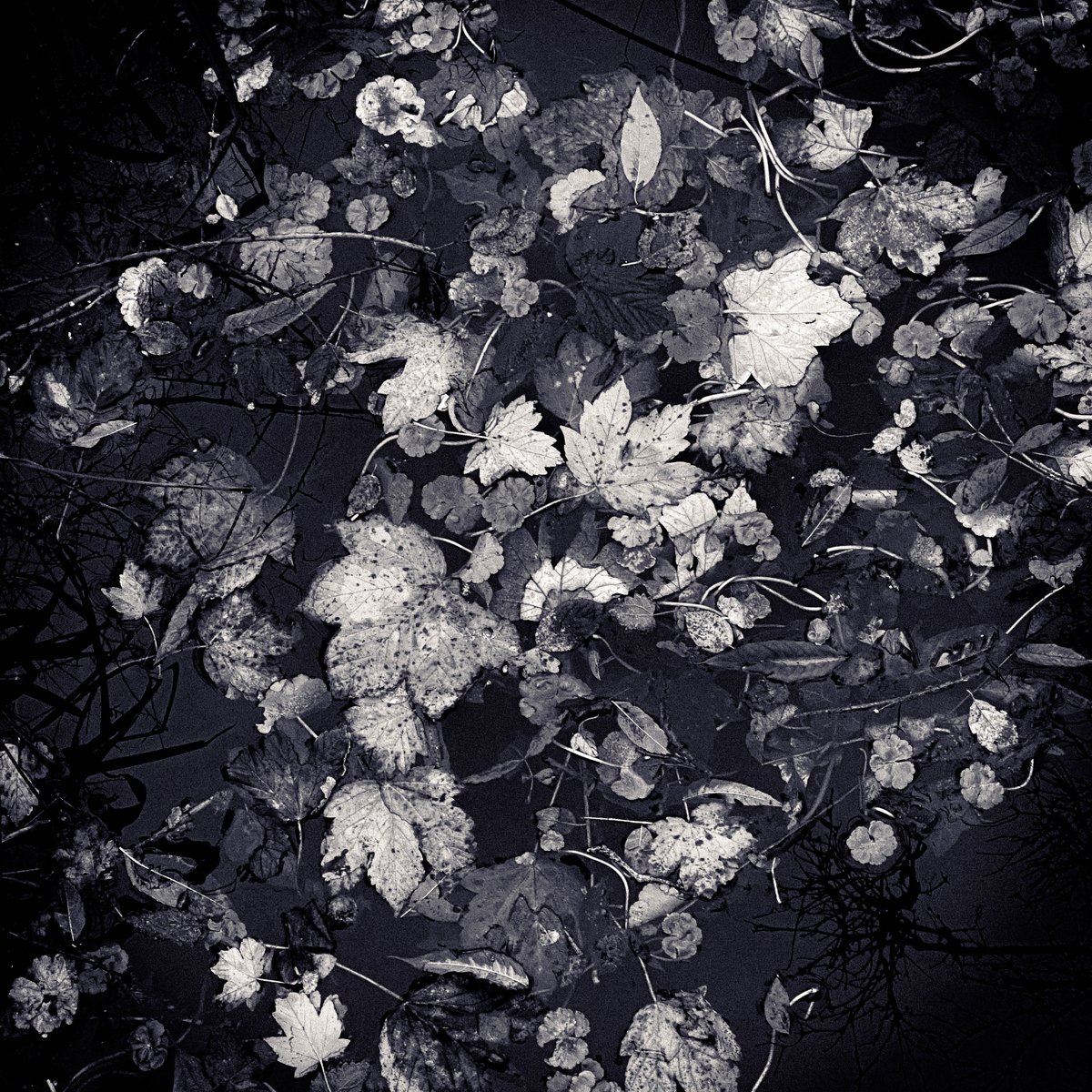 Standard_D's tweet photo. The world = 23 Envelope when looked at (and filtered - thanks Adobe Lightroom) in the right way. #stilllife #abstract #stilllifephotography #blackandwhite #monochrome #leaves #river #london #23envelope #4ad #adobelightgroom https://t.co/AYL6qnzJXP