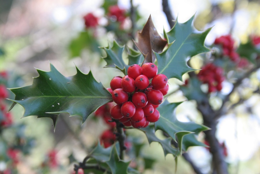 🍁 Las plantas de la Navidad, en el Real Jardín Botánico. El <a href="/RJBOTANICO/">REAL JARDÍN BOTÁNICO</a> te invita a disfrutar de un paseo invernal guiado por su biodiversidad vegetal y a descubrir su importancia en estos días 👉bit.ly/3ehEXW9