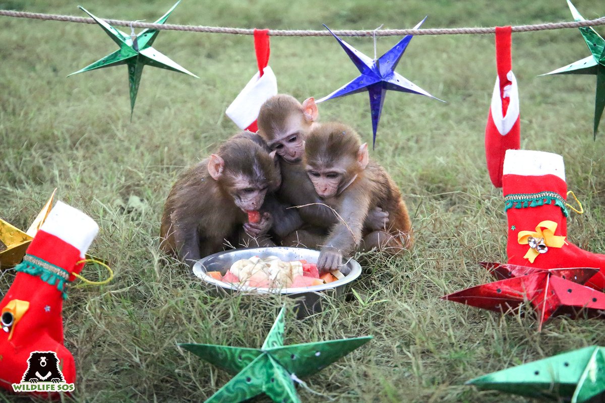 WildlifeSOS's tweet photo. What’s Christmas without having your best pal there to share it with?

Our rescued #monkeys at #WildlifeSOS know that the perfect way to celebrate the season of joy is amidst friends, surrounded by delicious #Christmas treats! https://t.co/Y8vZYapdCa