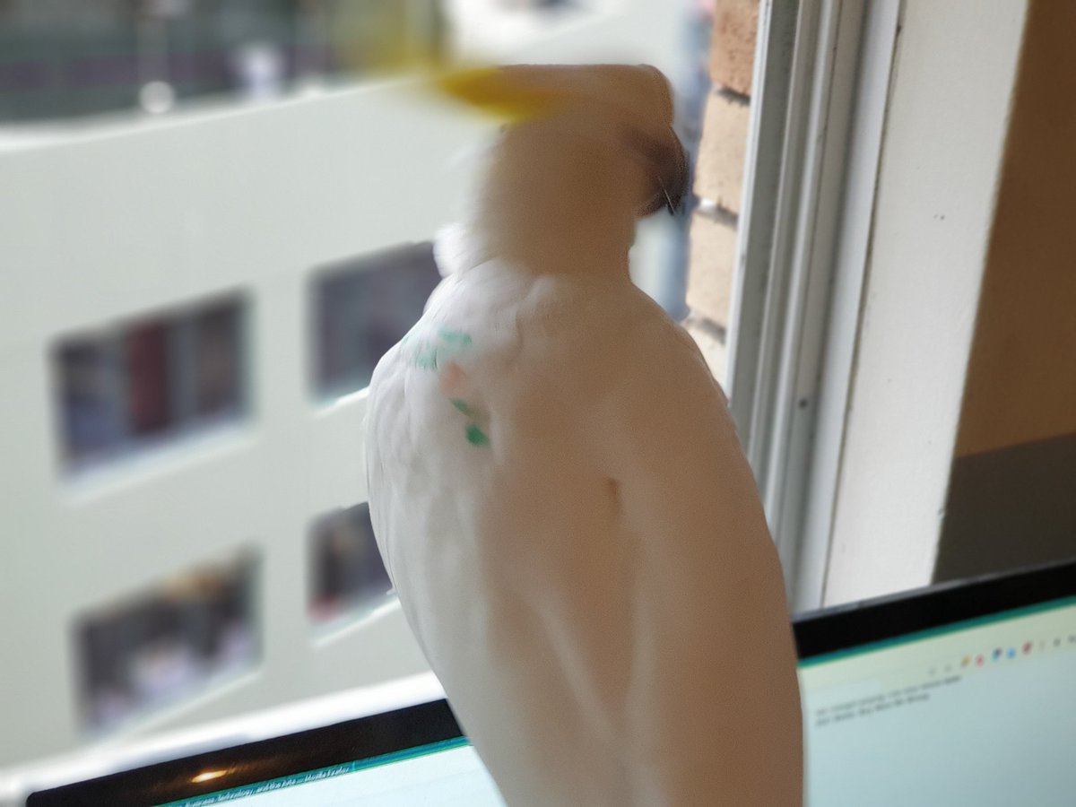 TomMasseyActor's tweet photo. First time #Sydney #Cockatoo has perched on my computer monitor! Lorikeets do it all the time. Paint is for @BigCityBirds1 study. #WingTagsProject #BigCityBirds https://t.co/OMjCr1Y8kP