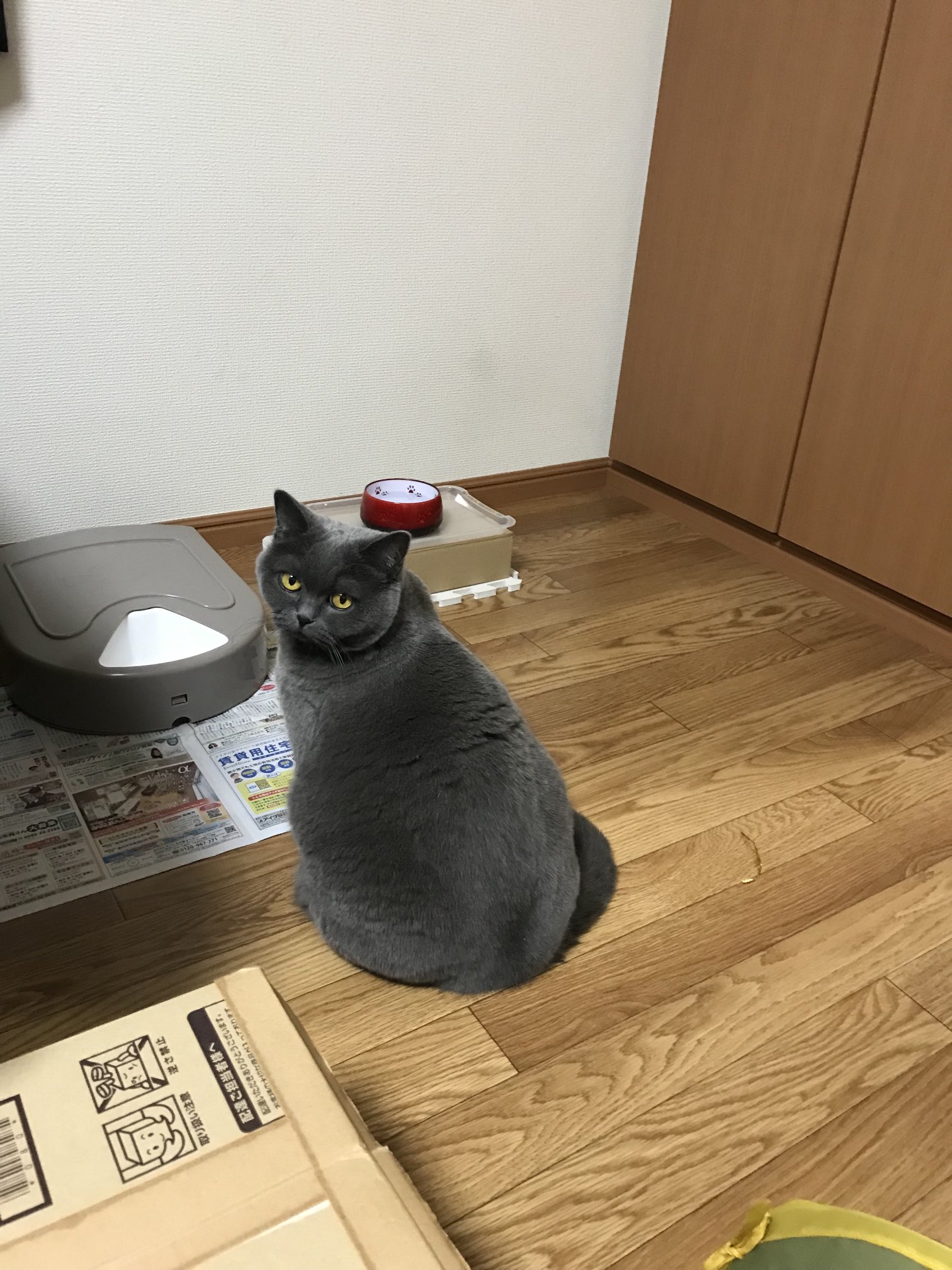 ねずみ色の猫 体重管理のため決まった時間に決まった量しか食べられないうちのお猫 様 食事の時間までまだまだ時間あるのにこうやって自動給餌器の前で待ってる姿が可愛そうとも思ってしまうけど可愛すぎて愛しすぎる 猫好きさんと繋がりたい 猫がいる