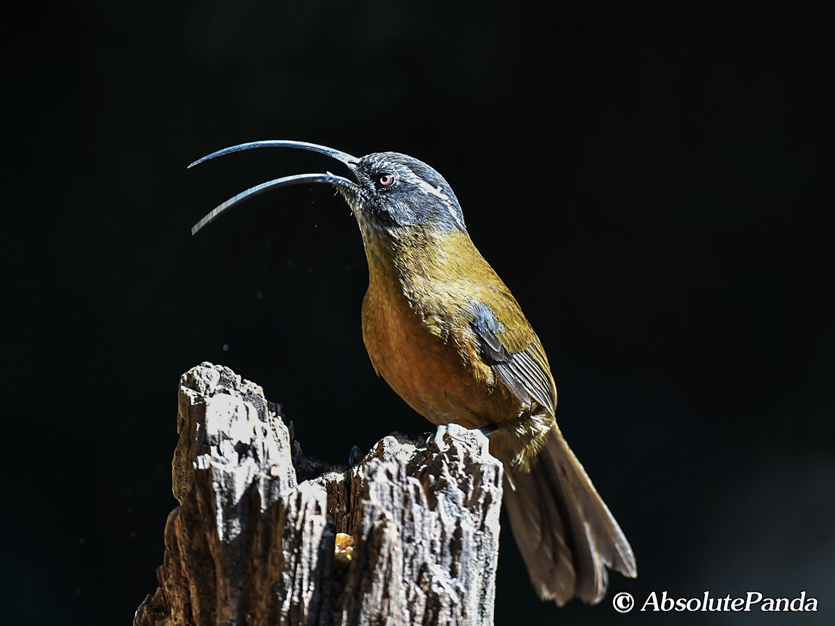 AbsolutepandaCD's tweet photo. Slender-billed Scimitar Babblers feed on beetles, ants, insect larvae, berries, and nectar. They are noisy and like to act in pairs or small groups. They can be found in bamboo forests and the ground of evergreen forests in steep and rocky mountains. #YunnanBird  #AbsolutePanda https://t.co/OkuMblRSA3