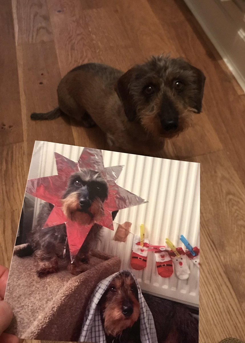 Best Christmas Card EVER. Humum is planning on keeping it up all year round. Thank you <a href="/jennyfuramy/">Oski💟🍰🇺🇦 〓〓 & Monty💟⚽🇺🇦〓〓</a> and Oski &amp; Monty for being such Christmas legends ❤️❤️❤️