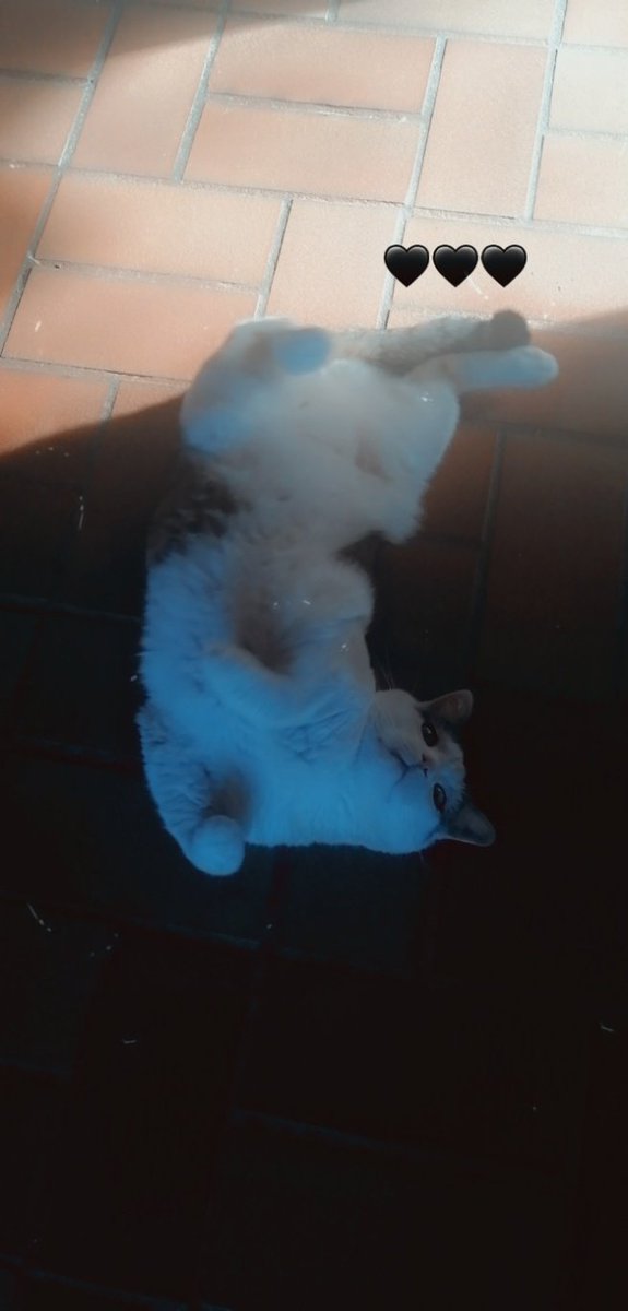 Hello 👋♥️
#CatsOfTwitter #animals