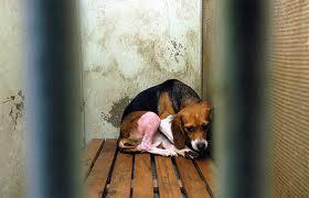 _AnimalAdvocate's tweet photo. There are only two predictable outcome's when we test human drugs on #dogs🐶

Pointless suffering and profit!🤬

Sign to #EndAnimalTesting🐕@ScarlettBeagle
🇬🇧https://t.co/WVrGpWJv90

@RickyGervais @PeterEgan6 @marcthevet @Protect_Wldlife @Dr_Dan_1 @Ivy_MiddletonUK @RobRobbEdwards https://t.co/UBcWw9WhAy