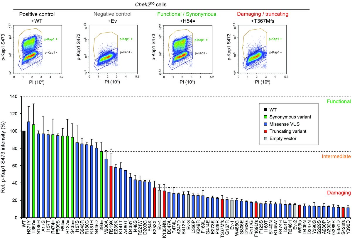 Haico van Attikum @haicovanattikum.bsky.social tweet media