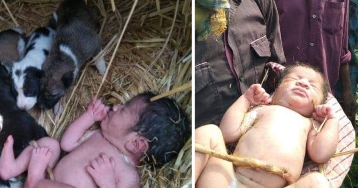 Rosariotres's tweet photo. Fotos: una bebé recién nacida y abandonada en un campo, sobrevivió gracias a cachorros que le dieron calor https://t.co/qY6CVb5Fqh https://t.co/gMynxnlqvB