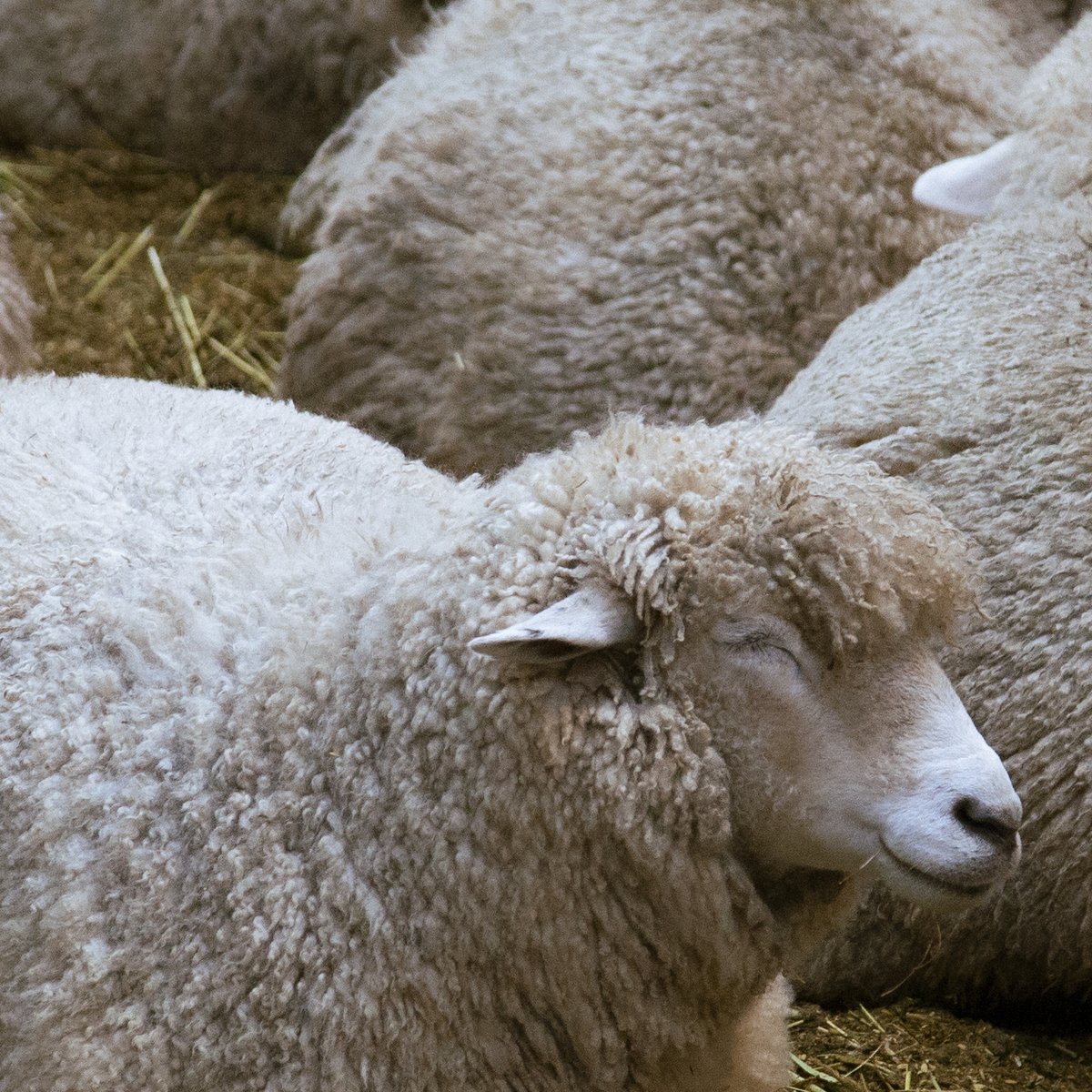 KlayPiece tweet media