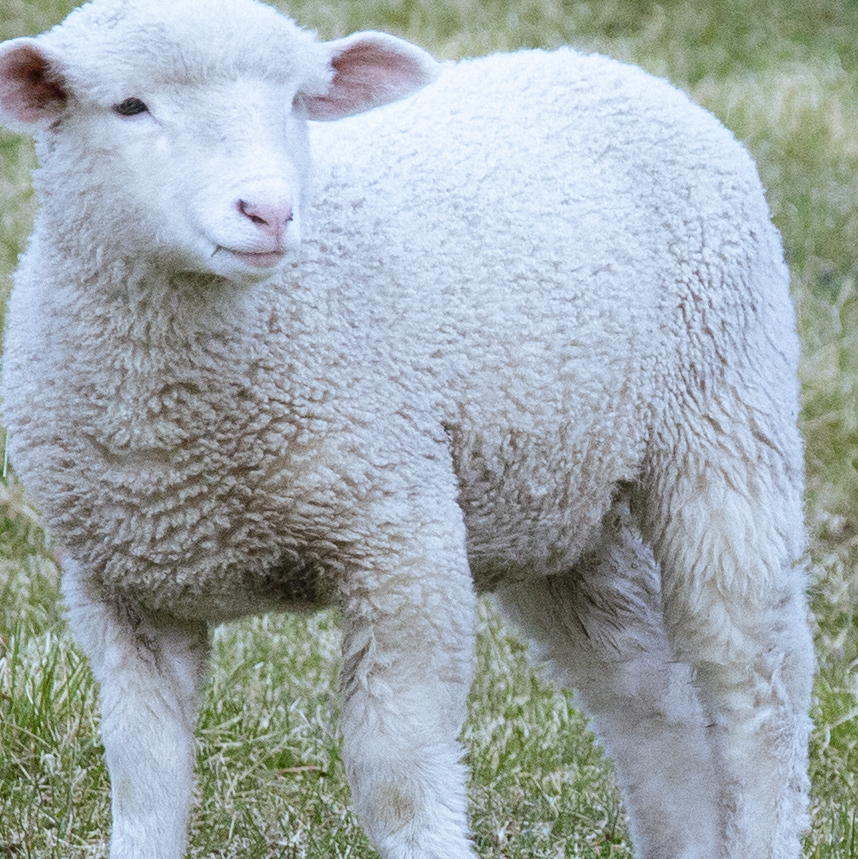 KlayPiece tweet media