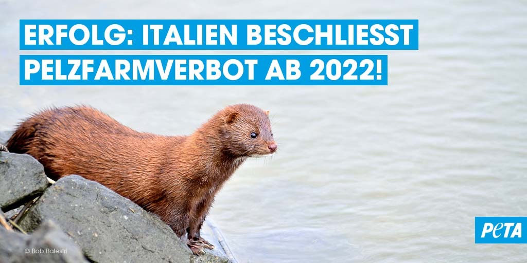 Bis Ende Juni 2022 sollen die letzten Pelzfarmen in Italien schließen! 🎉

Danke an die knapp 30.000 Menschen, die unsere Petition unterschrieben haben und sich ebenfalls für ein Ende dieser grausamen Farmen eingesetzt haben! ❤