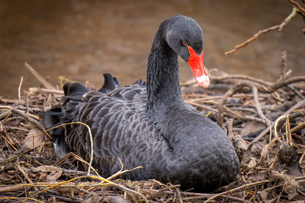 CoastCams247's tweet photo. Mum on her nest.
#blackswans #nestingblackswans #blackswannesting #swansnesting #dawlishswans https://t.co/ODh2qu5tdH