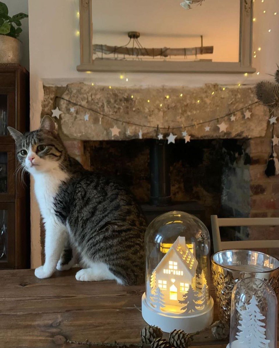 Shirak &amp; Sawyer (formerly Yakgosh) from #operationark are looking forward to spending their first Christmas with their new families. 

They have both settled well and clearly enjoying all the love and home comforts! #dogs #cats #rescueanimals