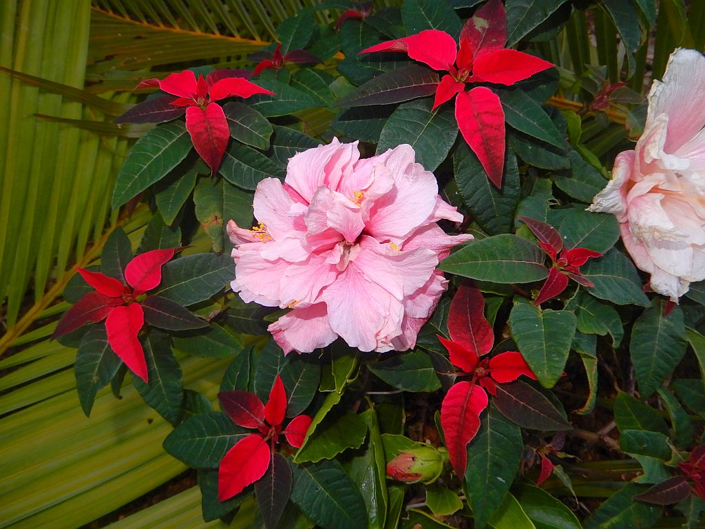 薄いピンクのハイビスカスとポインセチアがとても鮮やかです。 The light pink hibiscus and poinsettia are very vivid.