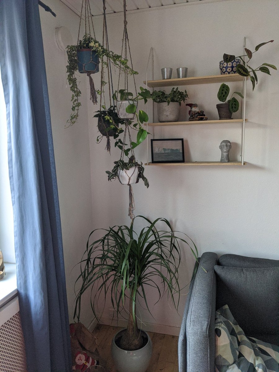 Rubin245's tweet photo. Also in love with the rest of the jungle I'm living in
- make a wild guess on how many plants I have in my apartment 😂 https://t.co/TNN8nIiRmw