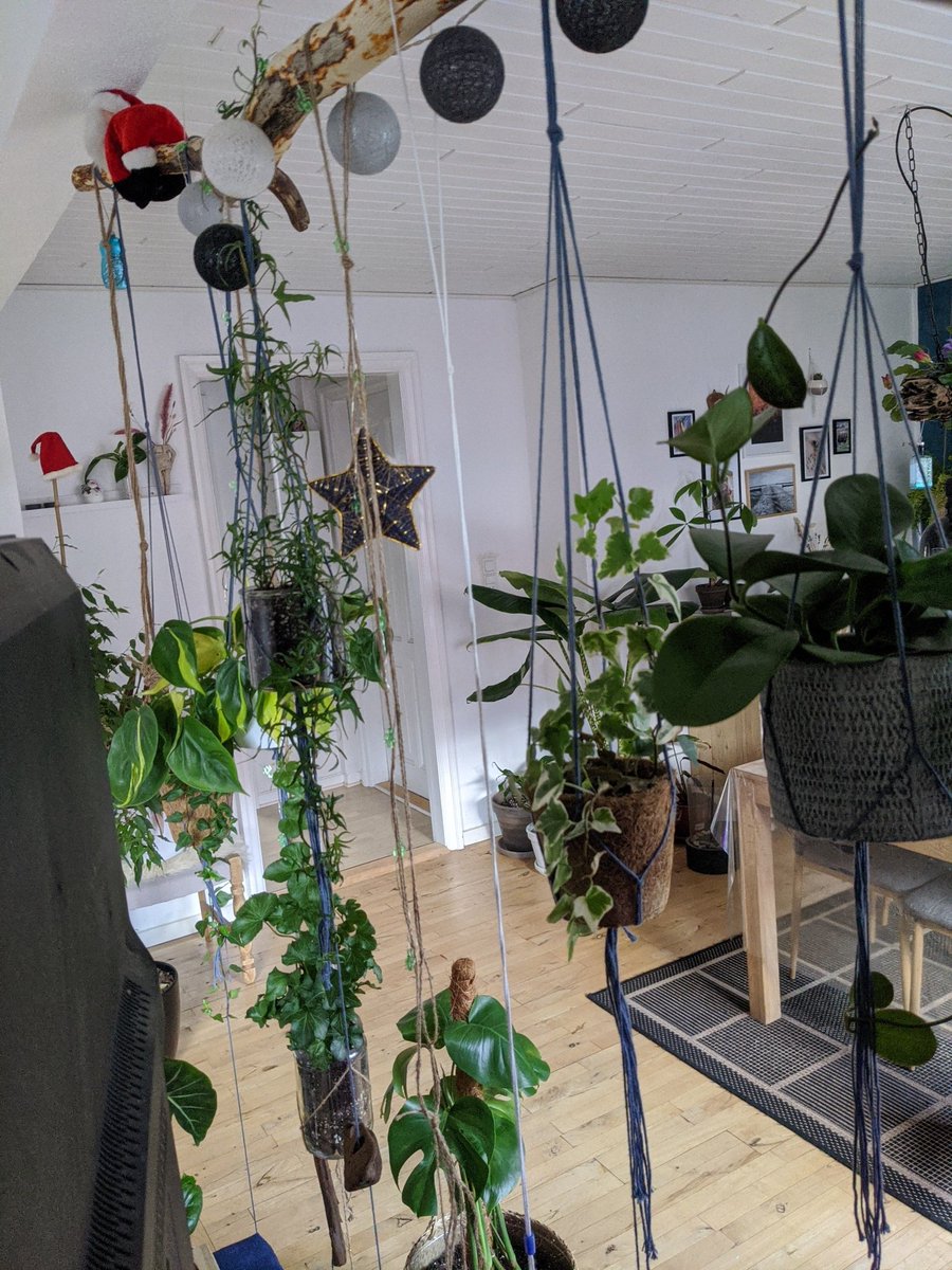 Rubin245's tweet photo. Also in love with the rest of the jungle I'm living in
- make a wild guess on how many plants I have in my apartment 😂 https://t.co/TNN8nIiRmw