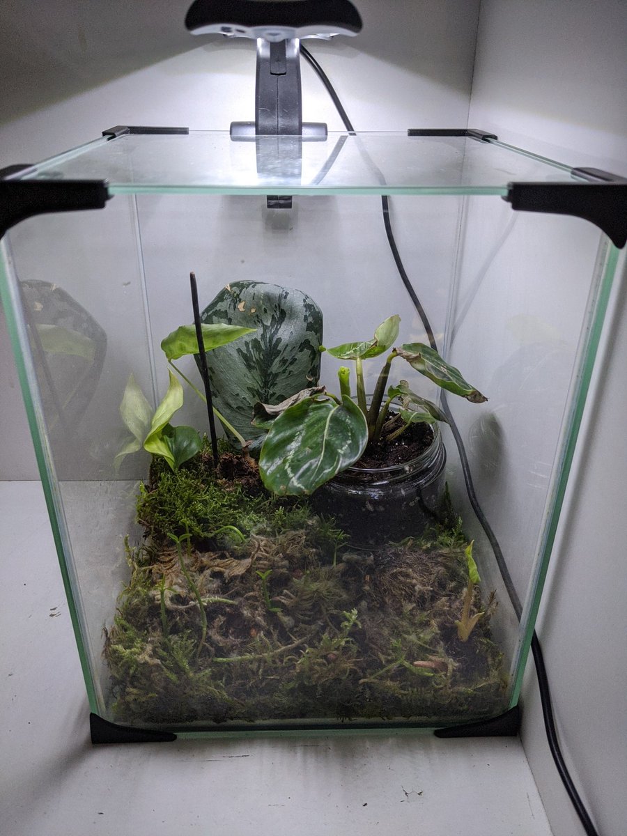 Rubin245's tweet photo. Also in love with the rest of the jungle I'm living in
- make a wild guess on how many plants I have in my apartment 😂 https://t.co/TNN8nIiRmw