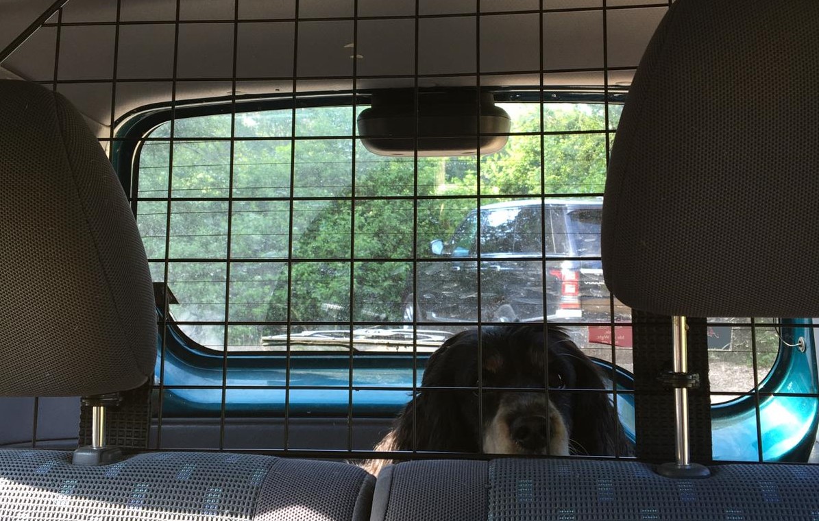 DTScholars's tweet photo. Are you planning on visiting family or friends with your dog over the festive season?🚗🐶 Check out @DogsTrust's top tips for travelling safely with your dog here 👉https://t.co/cNUWHTNUfl https://t.co/ivfAjueTuH