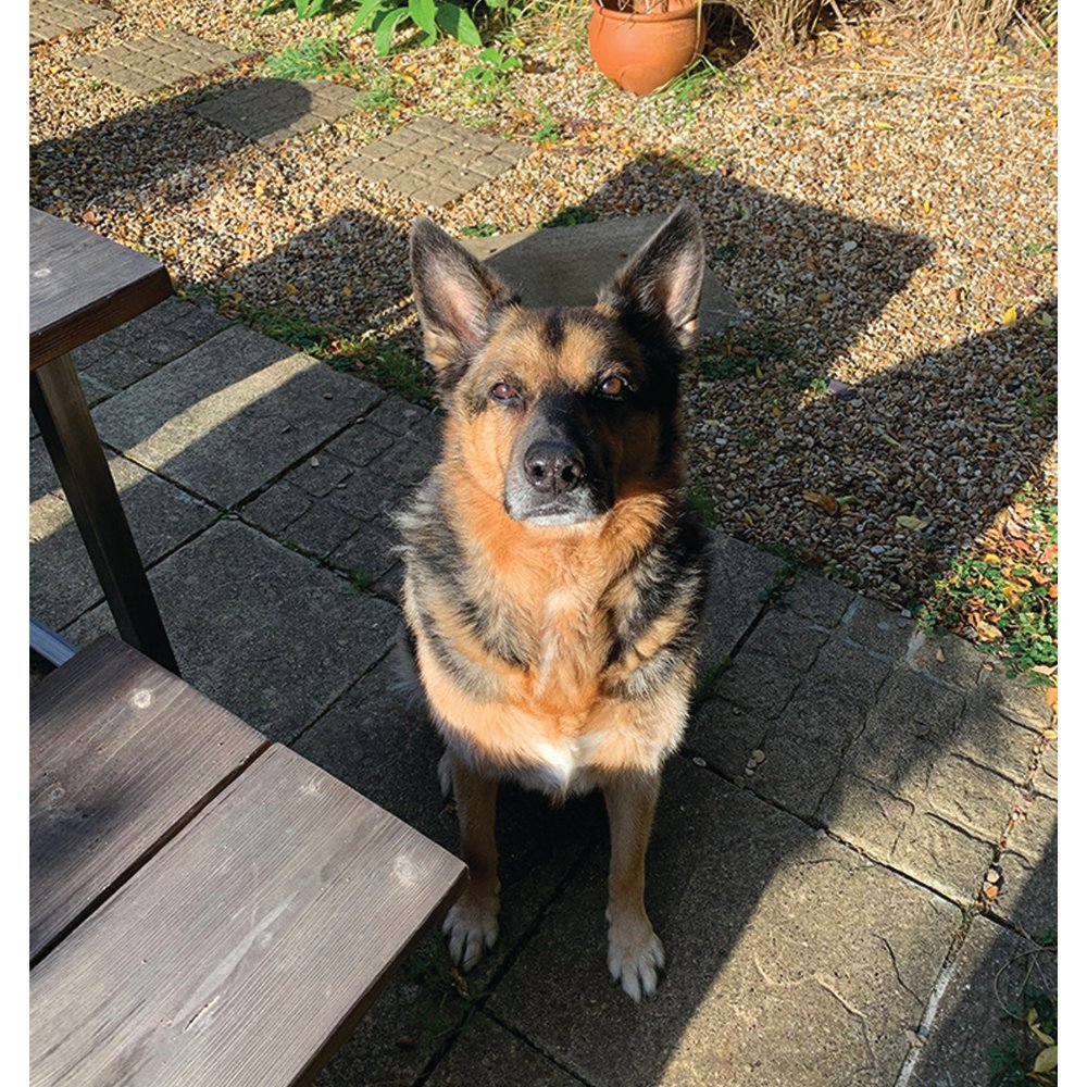 blended_monkey's tweet photo. Handsome Harry dog ๐
#lovedogs #cutedogs #norfolkdog #cambsdog #germanshepherd #alsations #bigdogs https://t.co/tJ5OPT0qBL