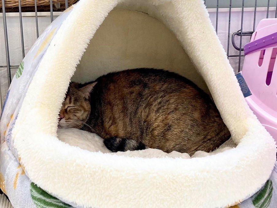保護猫カフェ 猫婆 Anrinsada Twitter